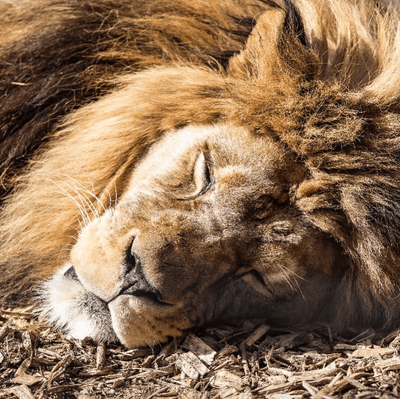 Lunch for a Lion